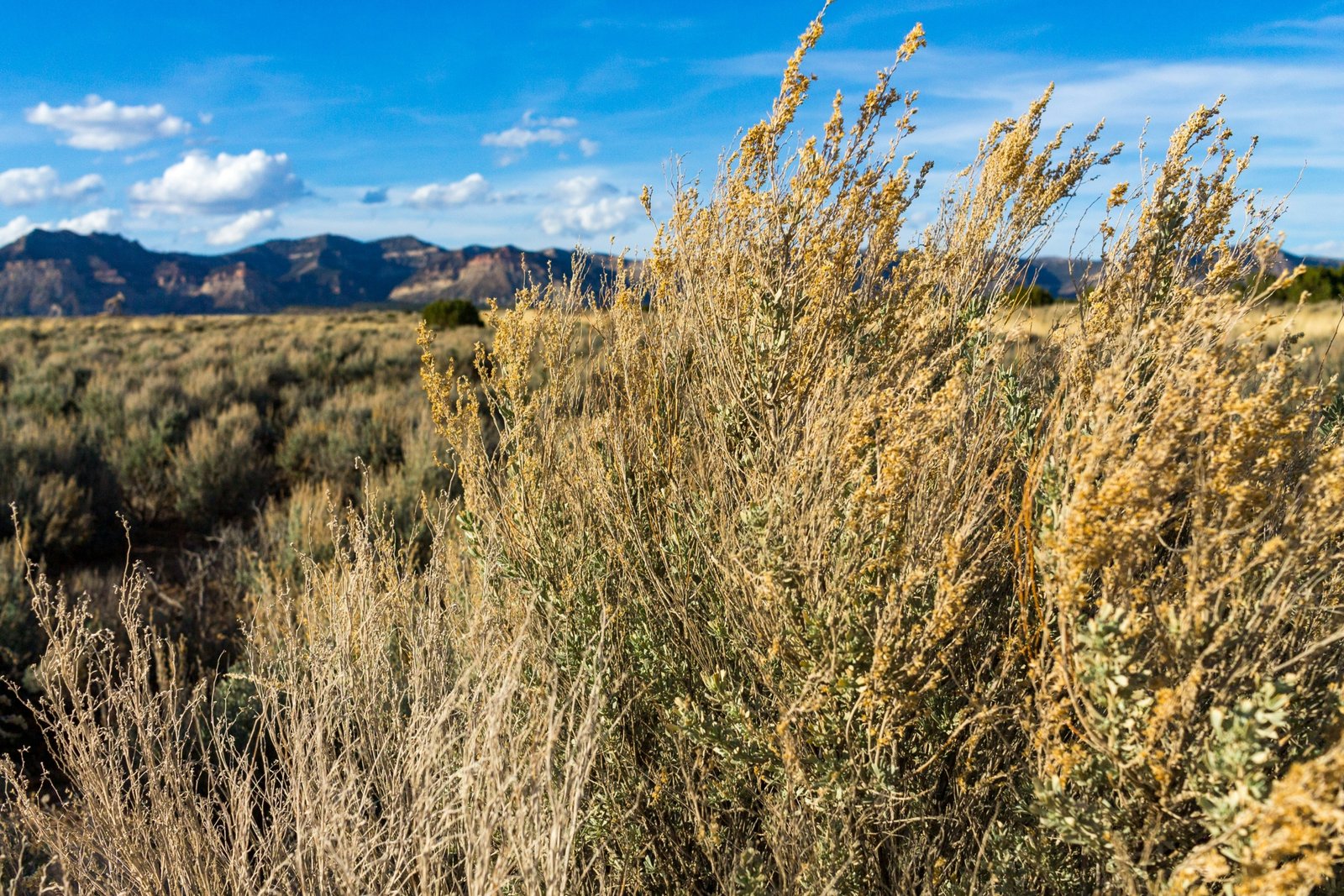 a field of grass with mountains in the background